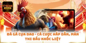 Đá Gà Cựa Dao - Cá Cược Hấp Dẫn, Màn Thi Đấu Khốc Liệt