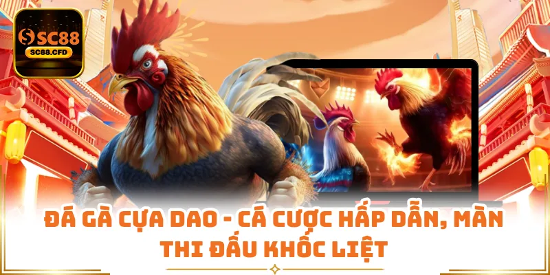 Đá Gà Cựa Dao - Cá Cược Hấp Dẫn, Màn Thi Đấu Khốc Liệt